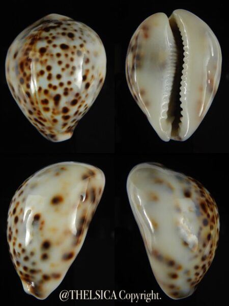 Cypraea tigris lyncichora 57,64 mm Gem -0
