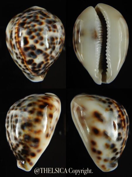 Cypraea tigris lyncichora 58.33 mm Gem-0