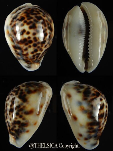 Cypraea tigris lyncichora 60.07 mm Gem -0