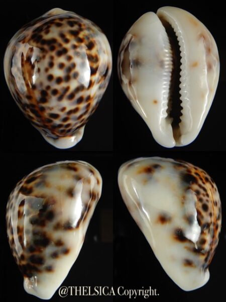 Cypraea tigris lyncichora 71.60 mm Gem-0