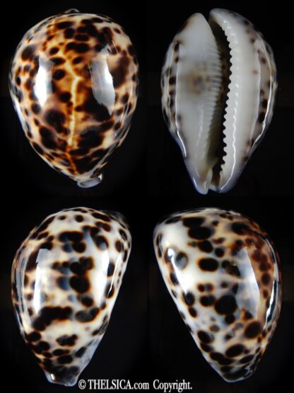 Cypraea tigris tigris 87.89 mm Gem-0
