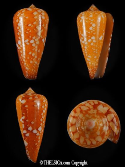 Darioconus crocatus crocatus 48,74 mm Gem-0
