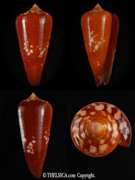 Darioconus crocatus crocatus 51,62 mm Gem-0