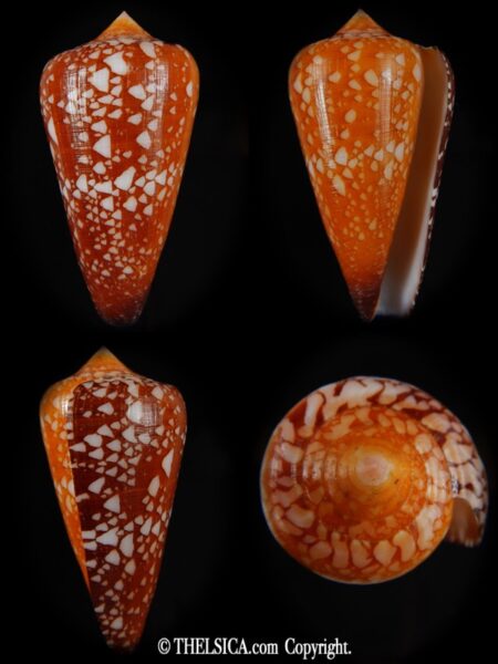 Darioconus crocatus crocatus 59,44 mm Gem-0