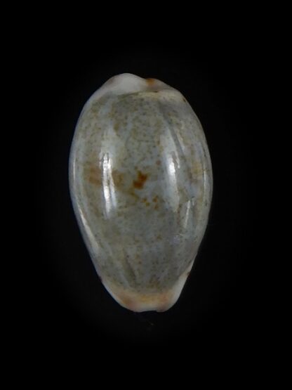 Purpuradusta gracilis hilda 16,57 mm Gem-59757