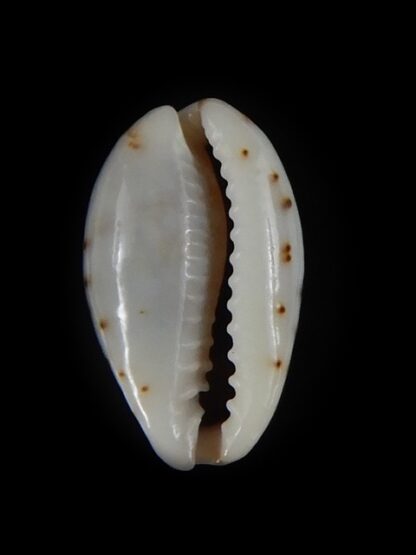 Purpuradusta gracilis hilda 16,57 mm Gem-59761