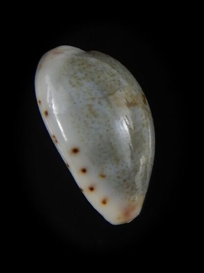 Purpuradusta gracilis hilda 16,57 mm Gem-59762