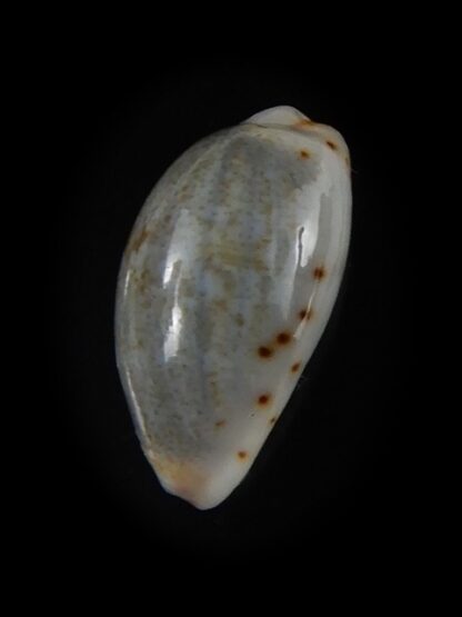 Purpuradusta gracilis hilda 16,57 mm Gem-59763