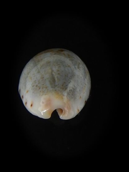 Purpuradusta gracilis hilda 16,57 mm Gem-59760
