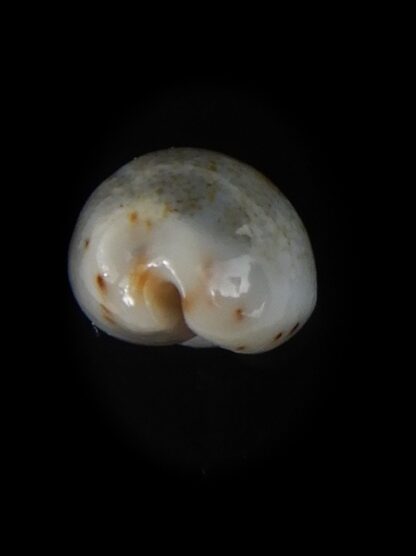 Purpuradusta gracilis hilda 16,57 mm Gem-59759