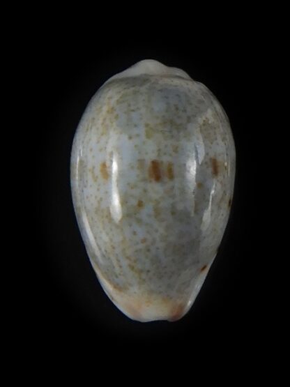 Purpuradusta gracilis hilda 16,12 mm Gem-59743