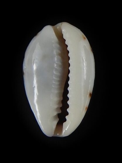 Purpuradusta gracilis hilda 16,12 mm Gem-59744