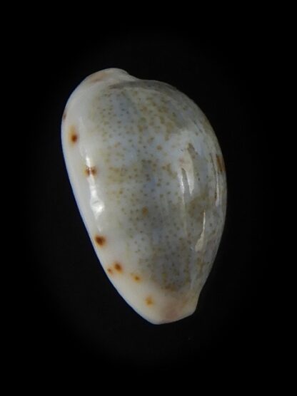 Purpuradusta gracilis hilda 16,12 mm Gem-59747