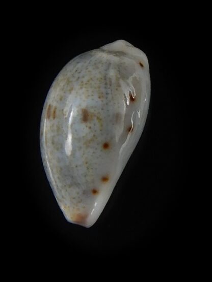 Purpuradusta gracilis hilda 16,12 mm Gem-59746