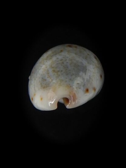 Purpuradusta gracilis hilda 16,12 mm Gem-59748