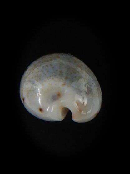 Purpuradusta gracilis hilda 16,12 mm Gem-59749
