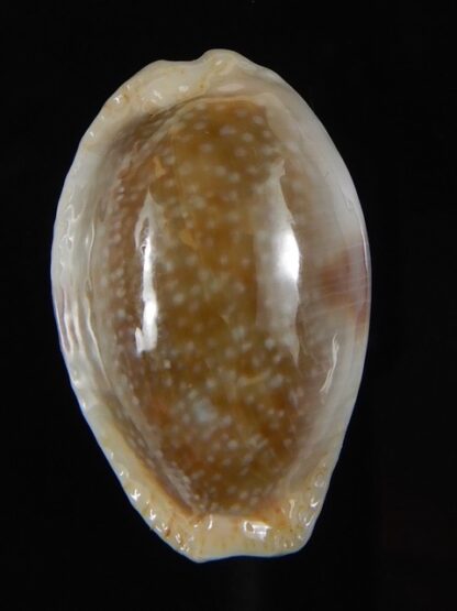 Naria erosa chlorizans 29 mm gem-59703