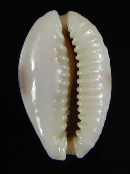 Naria erosa chlorizans 29 mm gem-59704
