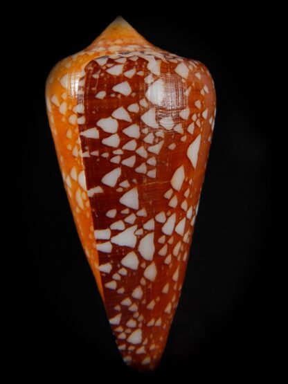 Darioconus crocatus crocatus 59,44 mm Gem-59818