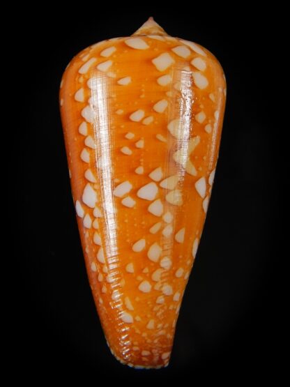 Darioconus crocatus crocatus 48,74 mm Gem-59801