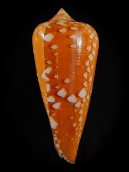 Darioconus crocatus crocatus 48,74 mm Gem-59799