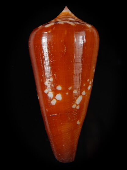 Darioconus crocatus crocatus 51,62 mm Gem-59808