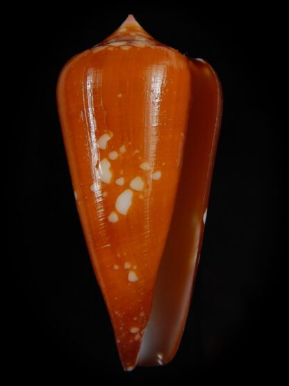 Darioconus crocatus crocatus 51,62 mm Gem-59810