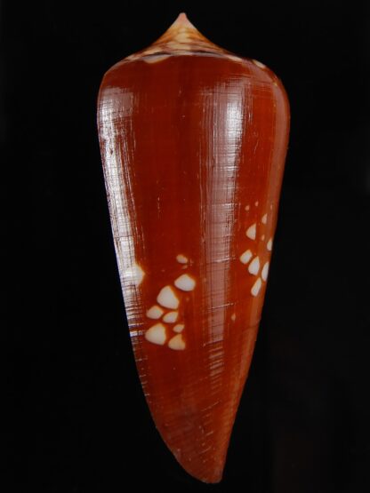 Darioconus crocatus crocatus 51,62 mm Gem-59811