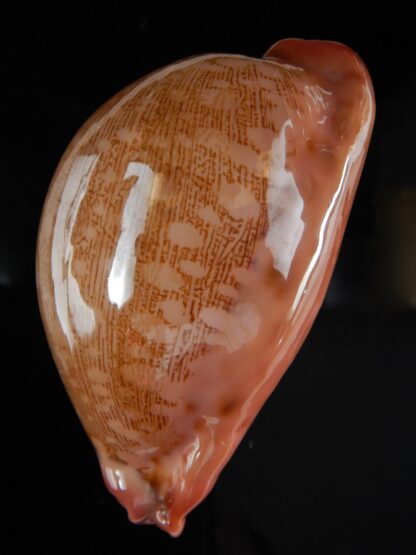 Leporicypraea..mappa panerythra ..super red... 74.51 mm Gem-59882