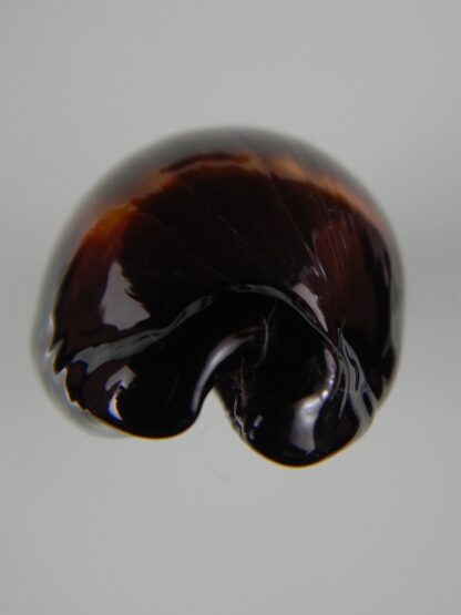 talparia talpa talpa ...Black ... 65.60 mm Gem -59952