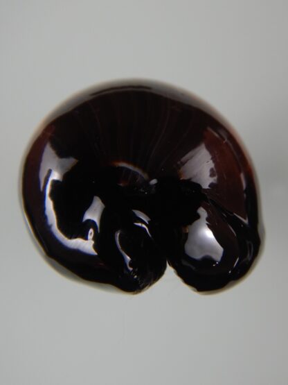 talparia talpa talpa ...Black ... 65.60 mm Gem -59953