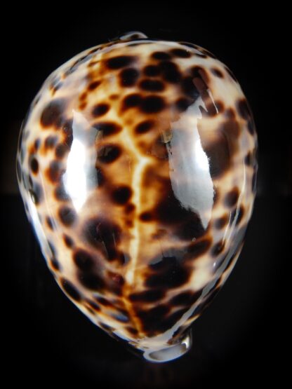 Cypraea tigris tigris 87.89 mm Gem-59837