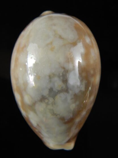 Lyncina vitellus vitellus overglazed 55.90 mm Gem-59920