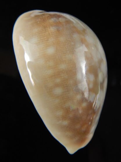 Lyncina vitellus vitellus overglazed 55.90 mm Gem-59925