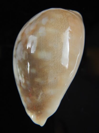 Lyncina vitellus vitellus overglazed 55.90 mm Gem-59924