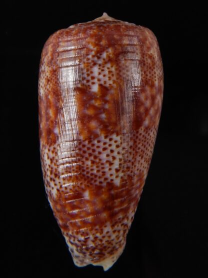 Textilia adamsonii 47.25 mm Gem-60030