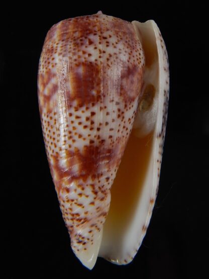 Textilia adamsonii 47.25 mm Gem-60034