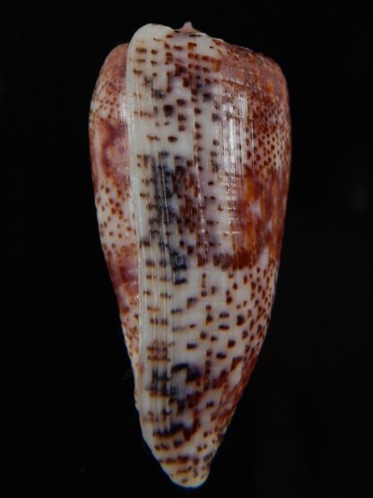 Textilia adamsonii 47.25 mm Gem-60031