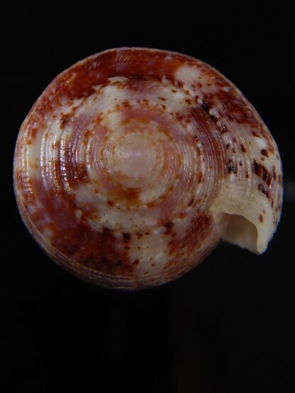 Textilia adamsonii 47.25 mm Gem-60033