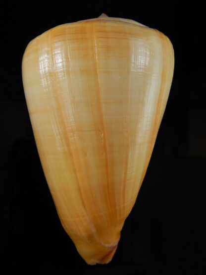 Lividoconus quercinus 87.97 mm F+++/Gem-60009