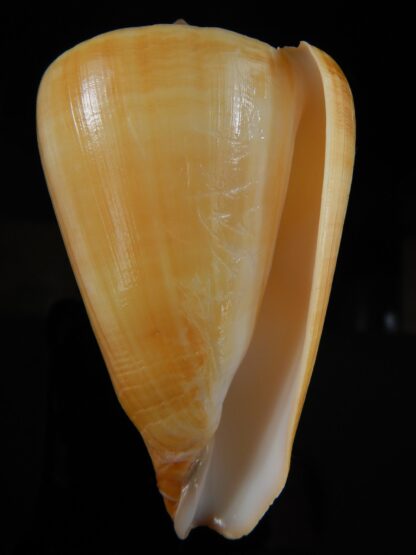 Lividoconus quercinus 87.97 mm F+++/Gem-60013