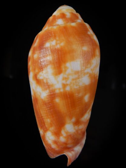 Volutoconus coniformis 71,10 mm Gem-60067