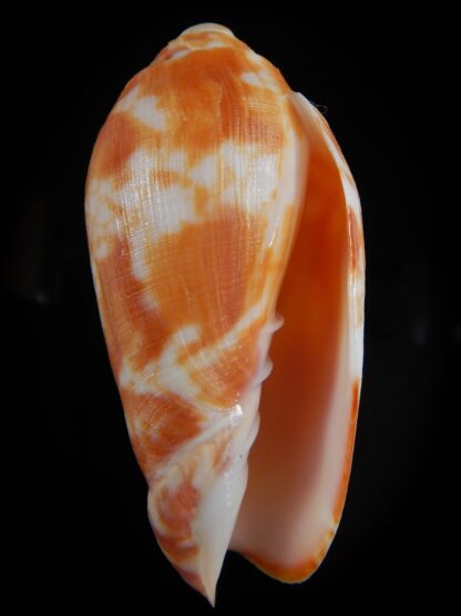 Volutoconus coniformis 71,10 mm Gem-60068