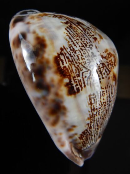 Leporicypraea mappa curvati 72,88 mm Gem (-)-60059