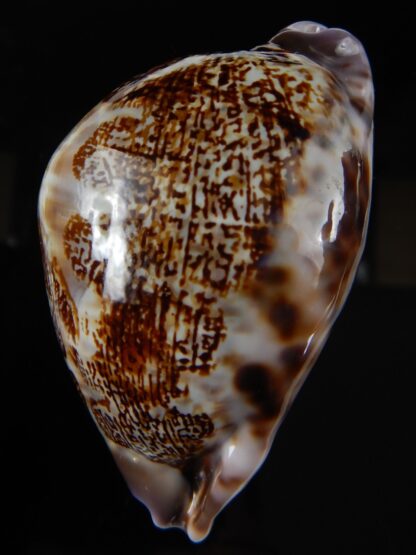 Leporicypraea mappa curvati 72,88 mm Gem (-)-60062