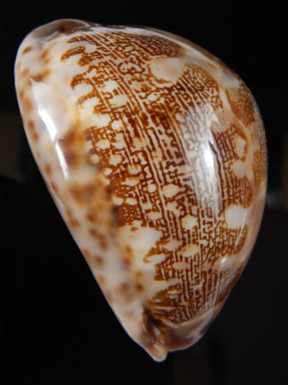 Leporicypraea mappa curvati 68.08 mm Gem (-)-60045