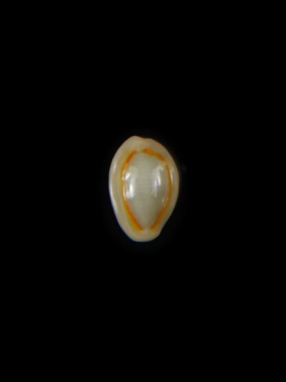 Monetaria annulus ... Extremly small ... 9,41 mm Gem -60096