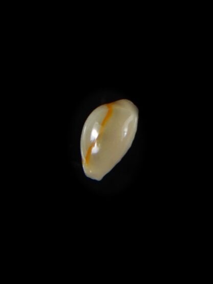 Monetaria annulus ... Extremly small ... 9,41 mm Gem -60101