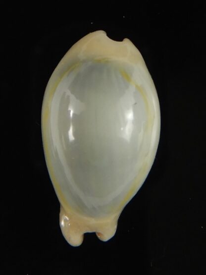 Monetaria annulus appendiculata 20.40 mm gem-60475