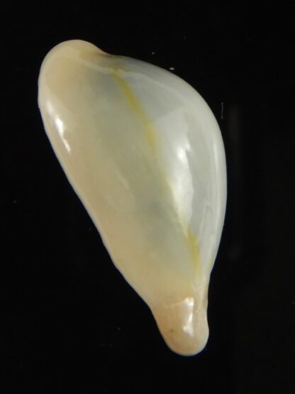 Monetaria annulus appendiculata 20.40 mm gem-60479